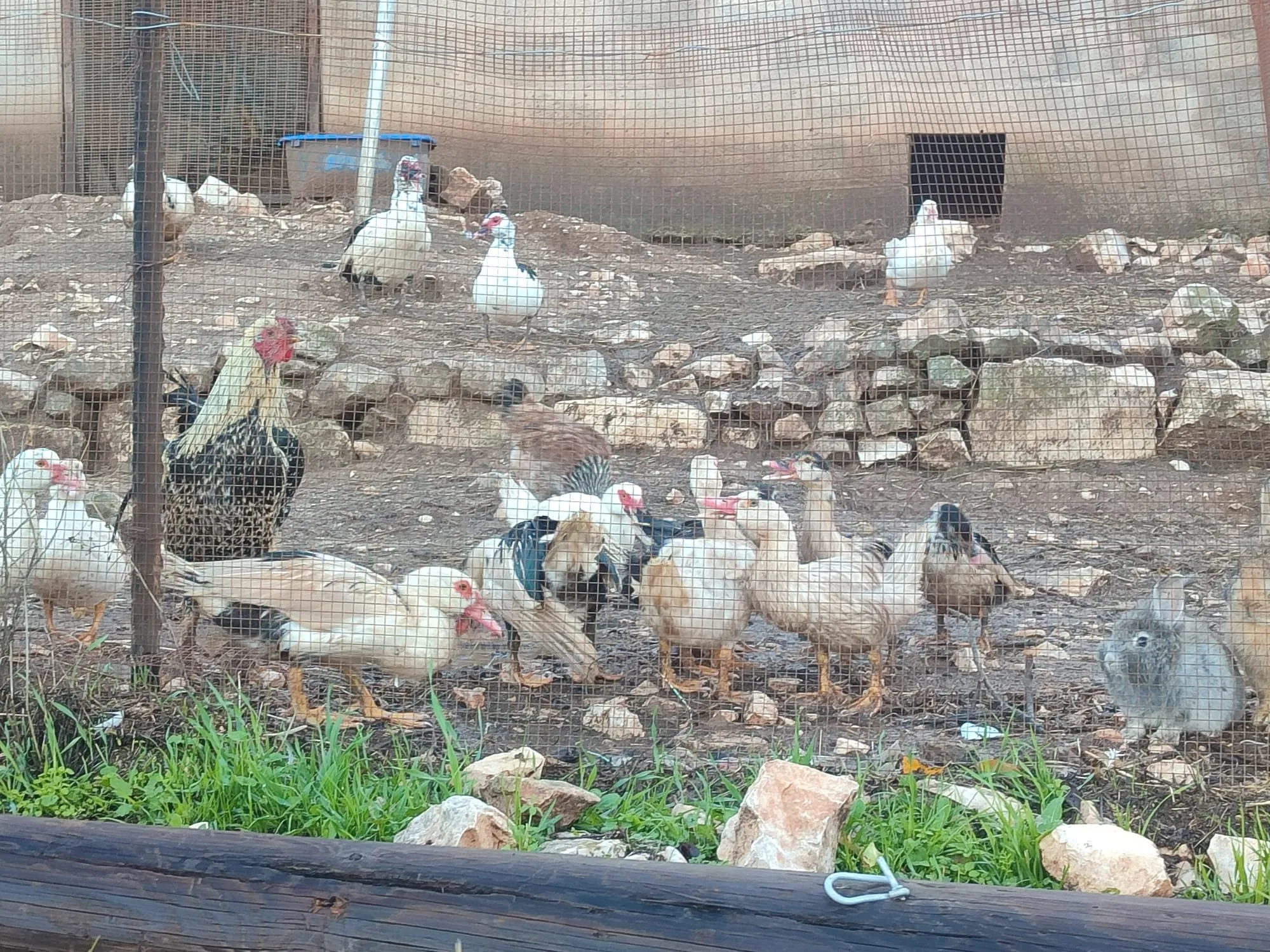 بط ودجاج خلف البيت
